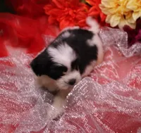 Diesel    havashu, a male Havanese and Shih Tzu for sale in Thayer, KS – 1 of 10