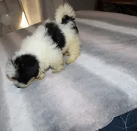 Cider M., a male Havanese for sale in Thayer, KS – 7 of 9