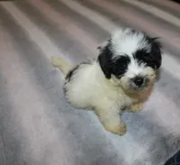 Cider M., a male Havanese for sale in Thayer, KS – 5 of 9