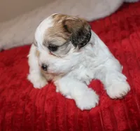 Havashu  Shih tzu - Havanese  Pending, a male Havanese and Shih Tzu for sale in Thayer, KS – 2 of 8