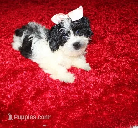 Havashu  Small  girl   Magnolia  – Havanese puppy for sale in Thayer, KS