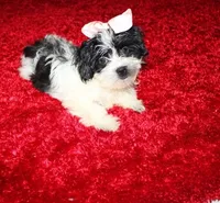 Havashu  Small  girl   Magnolia , a female Havanese for sale in Thayer, KS – 1 of 10
