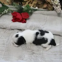 Lil Bunny small, a female Shih Tzu for sale in Thayer, KS – Photo 2 of 4