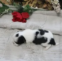 Lil Bunny, a female Shih Tzu for sale in Thayer, KS – Photo 2 of 4