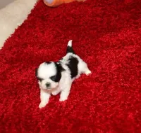 Lil Bunny Shih Tzu purebred, a female Shih Tzu for sale in Thayer, KS – Photo 9 of 10