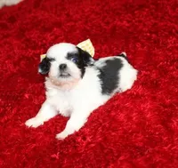 Lil Bunny Shih Tzu purebred, a female Shih Tzu for sale in Thayer, KS – Photo 5 of 10