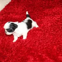 Lil Bunny Shih Tzu purebred, a female Shih Tzu for sale in Thayer, KS – Photo 8 of 10