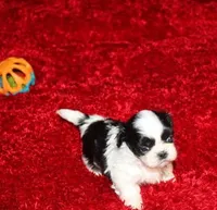 Lil Bunny Shih Tzu purebred, a female Shih Tzu for sale in Thayer, KS – Photo 7 of 10