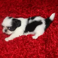 Lil Bunny  purebred verysmall, a female Shih Tzu for sale in Thayer, KS – Photo 9 of 10