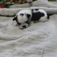 Lil Bunny, a female Shih Tzu for sale in Thayer, KS – Photo 1 of 4