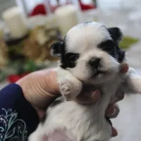 Lil Bunny small, a female Shih Tzu for sale in Thayer, KS – Photo 4 of 4