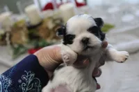 Lil Bunny, a female Shih Tzu for sale in Thayer, KS – Photo 4 of 4