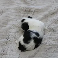 Lil Bunny small, a female Shih Tzu for sale in Thayer, KS – Photo 3 of 4