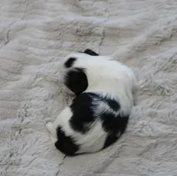 Lil Bunny, a female Shih Tzu for sale in Thayer, KS – Photo 3 of 4