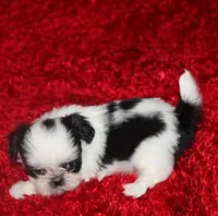 Lil Bunny  purebred verysmall, a female Shih Tzu for sale in Thayer, KS – Photo 8 of 10