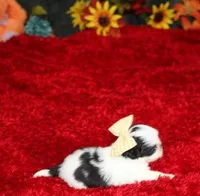 Lil Bunny Shih Tzu purebred, a female Shih Tzu for sale in Thayer, KS – Photo 6 of 10