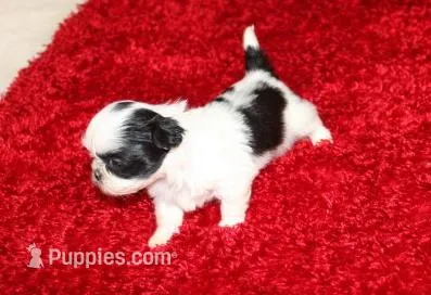 Lil Bunny  purebred verysmall – Shih Tzu puppy for sale in Thayer, KS