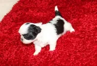 Lil Bunny Shih Tzu purebred, a female Shih Tzu for sale in Thayer, KS – Photo 10 of 10