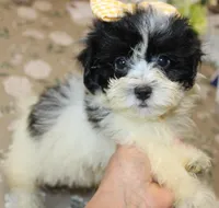 Miss Tulip Havashu SoSweet!, a female Havanese and Shih Tzu for sale in Thayer, KS – 9 of 9