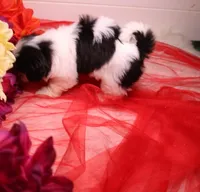 Buttercup  havashu havanese/shihtzu, a female Havanese and Shih Tzu for sale in Thayer, KS – 7 of 10