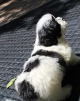 I'm a havashu ! Dozer havanese shih-tzu  , a male Havanese and Shih Tzu for sale in Thayer, KS – 2 of 10