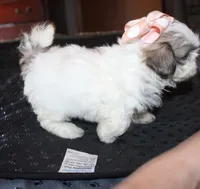 Small akc purebred  Trinket, a female Shih Tzu for sale in Thayer, KS – 2 of 9