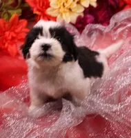 Diesel    havashu, a male Havanese and Shih Tzu for sale in Thayer, KS – 6 of 10
