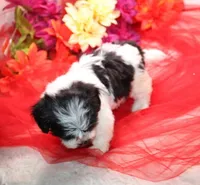 Magnolia  havashu  havanese/shihtzu, a female Havanese and Shih Tzu for sale in Thayer, KS – 9 of 10