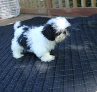 tiny  akc purebred f, a female Shih Tzu for sale in Thayer, KS – 3 of 10