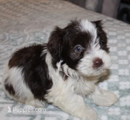 Caramel akc – Havanese puppy for sale in Thayer, KS