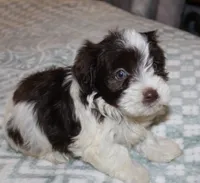 Caramel akc, a male Havanese for sale in Thayer, KS – 1 of 9