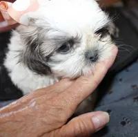 Small akc purebred  Trinket, a female Shih Tzu for sale in Thayer, KS – 4 of 9