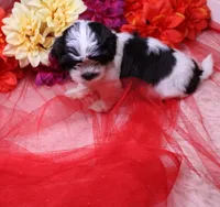 Buttercup  havashu havanese/shihtzu, a female Havanese and Shih Tzu for sale in Thayer, KS – 5 of 10
