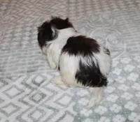 Caramel akc, a male Havanese for sale in Thayer, KS – 4 of 9