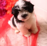 Buttercup  havashu havanese/shihtzu, a female Havanese and Shih Tzu for sale in Thayer, KS – 6 of 10