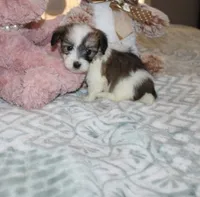 Cozy, a female Havanese for sale in Thayer, KS – 4 of 9