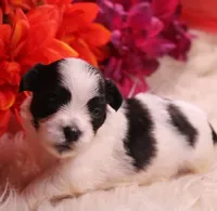 Dozer havanese shih-tzu  , a male Havanese and Shih Tzu for sale in Thayer, KS – 7 of 10