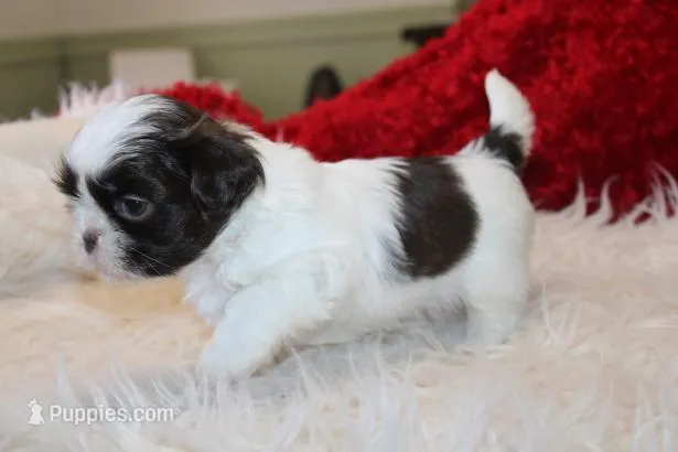 MrGizmo  Liver & wh AKC – Shih Tzu puppy for sale in Thayer, KS