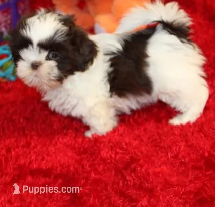 MrGizmo  Liver & wh AKC – Shih Tzu puppy for sale in Thayer, KS