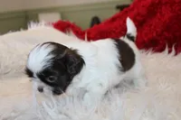 MrGizmo  Liver & wh, a male Shih Tzu for sale in Thayer, KS – Photo 5 of 10