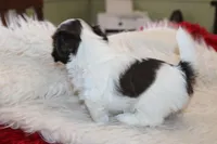 MrGizmo  Liver & wh, a male Shih Tzu for sale in Thayer, KS – Photo 6 of 10