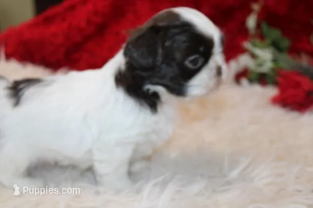 MrGizmo  Liver & wh AKC