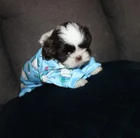 MrGizmo  Liver & wh, a male Shih Tzu for sale in Thayer, KS – Photo 1 of 10