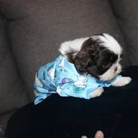 MrGizmo  Liver & wh, a male Shih Tzu for sale in Thayer, KS – Photo 2 of 10