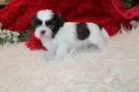 MrGizmo  Liver & wh, a male Shih Tzu for sale in Thayer, KS – Photo 8 of 10