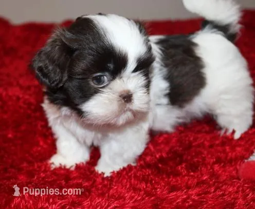 MrGizmo  Liver & wh AKC – Shih Tzu puppy for sale in Thayer, KS