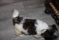 Caramel akc Chocolate puppy, a male Havanese for sale in Thayer, KS – 7 of 9