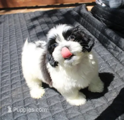 Dozer havanese shih-tzu   – Havanese, Shih Tzu puppy for sale in Thayer, KS
