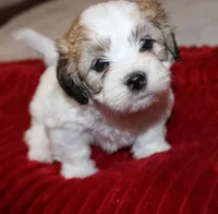 Havashu  Shih tzu - Havanese  Pending, a male Havanese and Shih Tzu for sale in Thayer, KS – 1 of 8