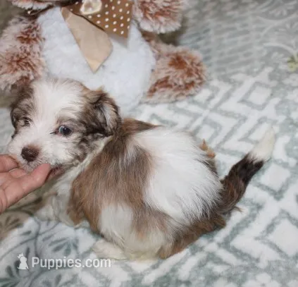 Spicey – Havanese puppy for sale in Thayer, KS